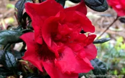 Autumn Fire Encore Azalea - 1 Gallon Pot 11 Autumn Fire Encore Azalea - 1 Gallon Pot -Garden & Outdoors Encore Azalea Fire