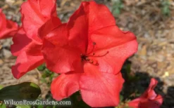 Autumn Sunset Encore Azalea - 1 Gallon Pot -Garden & Outdoors Encore Azalea Sunset 5