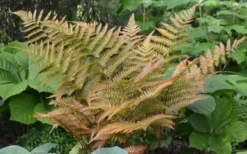 Autumn Fern (Dryopteris Erythrosora) - 5 Pack Of Quart Pots -Garden & Outdoors Fern Autumn 1