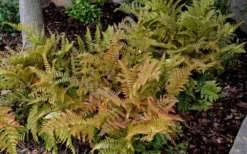 Autumn Fern (Dryopteris Erythrosora) - 5 Pack Of Quart Pots -Garden & Outdoors Fern Autumn 2