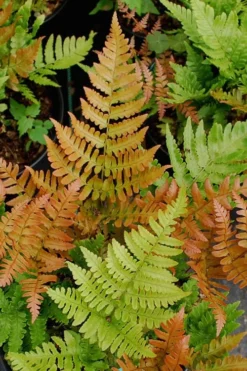 Autumn Fern (Dryopteris Erythrosora) - 5 Pack Of Quart Pots