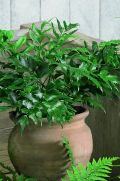 Japanese Holly Fern - Cyrtomium Falcatum 'Rochfordianum' - 2.5 Quart Pot 9 Japanese Holly Fern - Cyrtomium Falcatum 'Rochfordianum' - 2.5 Quart Pot -Garden & Outdoors Fern Japanese Holly 8