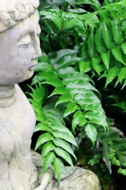 Japanese Holly Fern - Cyrtomium Falcatum 'Rochfordianum' - 2.5 Quart Pot 10 Japanese Holly Fern - Cyrtomium Falcatum 'Rochfordianum' - 2.5 Quart Pot -Garden & Outdoors Fern Japanese Holly 9