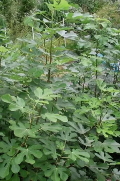 Black Mission Fig Tree - 6 Pack Of 1 Gallon Pots -Garden & Outdoors Fig Black Mission 5