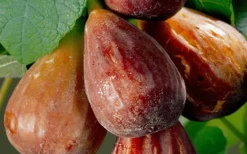 Brown Turkey Fig Tree - 6 Pack Of 1 Gallon Pots -Garden & Outdoors Fig Brown Turkey 20