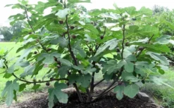 Chicago Cold Hardy Fig Tree - 5 Gallon Pot -Garden & Outdoors Fig Chicago Cold Hardy 1