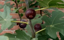 Chicago Cold Hardy Fig Tree - 5 Gallon Pot -Garden & Outdoors Fig Chicago Cold Hardy