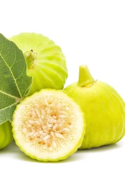 Italian Honey Fig Tree (Ficus Carica 'Lattarula') - 1 Gallon Pot -Garden & Outdoors Fig Lemon Italian Honey 2