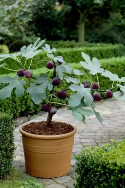 Texas Everbearing Fig Tree - 1 Gallon Pot -Garden & Outdoors Fig Texas Everbearing 13
