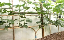 Texas Everbearing Fig Tree - 1 Gallon Pot -Garden & Outdoors Fig Texas Everbearing 6