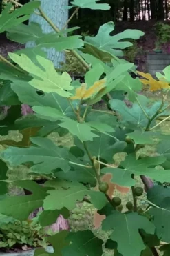 Texas Everbearing Fig Tree - 1 Gallon Pot -Garden & Outdoors Fig Texas Everbearing 7