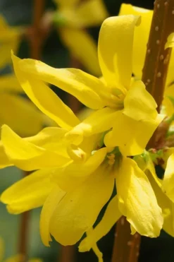Believe It Or Not Forsythia - 2 Gallon Pot -Garden & Outdoors Forsythia Lynwood Gold Rev 2 500x750 1
