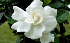 August Beauty Gardenia - 1 Gallon Pot -Garden & Outdoors Gardenia August Beauty Flower Closeup