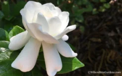 Crown Jewel Gardenia - 1 Gallon Pot -Garden & Outdoors Gardenia Crown Jewel 4