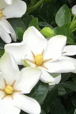 Hardy Fragrant Daisy Gardenia Bush - 6 Pack Of 1 Gallon Pots -Garden & Outdoors Gardenia Daisy 21