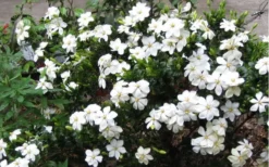 Hardy Fragrant Daisy Gardenia Bush - 3 Gallon Pot 11 Hardy Fragrant Daisy Gardenia Bush - 3 Gallon Pot -Garden & Outdoors Gardenia Daisy Blooms 2 1
