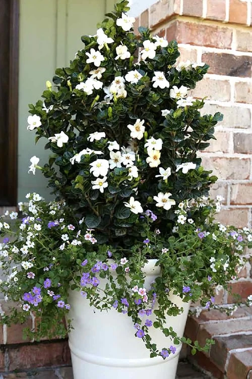 Diamond Spire Gardenia - 3 Gallon Pot 6 Diamond Spire Gardenia - 3 Gallon Pot - Image 6