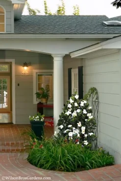 Diamond Spire Gardenia - 3 Gallon Pot 11 Diamond Spire Gardenia - 3 Gallon Pot -Garden & Outdoors Gardenia Diamond Spire 5 2