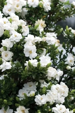 Double Mint Gardenia - 2 Gallon Pot 10 Double Mint Gardenia - 2 Gallon Pot -Garden & Outdoors Gardenia Double Mint 2 3