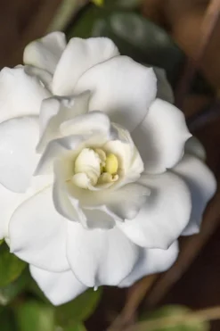 Double Mint Gardenia - 3 Gallon Pot