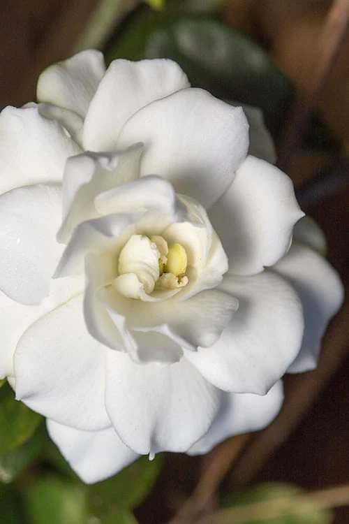 Double Mint Gardenia - 3 Gallon Pot 1 Double Mint Gardenia - 3 Gallon Pot