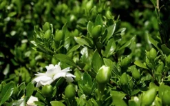 Double Mint Gardenia - 6 Pack Of 1 Gallon Pots 12 Double Mint Gardenia - 6 Pack Of 1 Gallon Pots -Garden & Outdoors Gardenia Double Mint 7