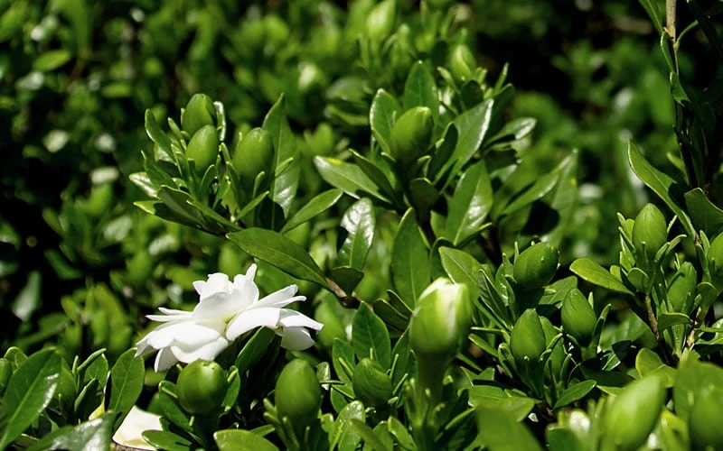 Double Mint Gardenia - 2 Gallon Pot 6 Double Mint Gardenia - 2 Gallon Pot - Image 6