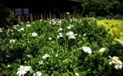 Double Mint Gardenia - 1 Gallon Pot 11 Double Mint Gardenia - 1 Gallon Pot -Garden & Outdoors Gardenia Double Mint 8 2