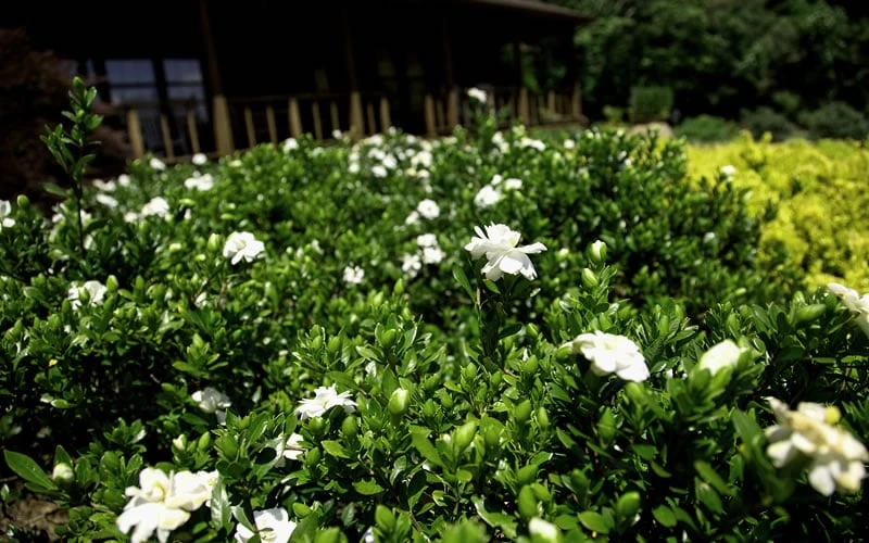 Double Mint Gardenia - 1 Gallon Pot 5 Double Mint Gardenia - 1 Gallon Pot - Image 5