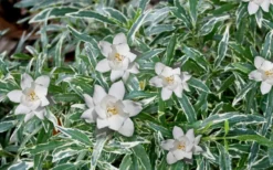 Variegated Creeping Dwarf Gardenia - 3 Gallon Pot -Garden & Outdoors Gardenia Dwarf Radicans Variegated 3