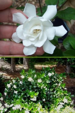 Fall In Love Cold Hardy Gardenia - 1 Gallon Pot 10 Fall In Love Cold Hardy Gardenia - 1 Gallon Pot -Garden & Outdoors Gardenia Fall In Love BS