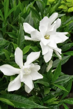 Frost Proof Gardenia - 3 Gallon Pot 10 Frost Proof Gardenia - 3 Gallon Pot -Garden & Outdoors Gardenia Frost Proof Rev 500x750 1