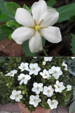 Hardy Fragrant Daisy Gardenia Bush - 2.5 Quart Pot -Garden & Outdoors Gardenia Hardy Daisy 500x750 3