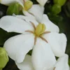 Heaven Scent Gardenia - 1 Gallon Pot