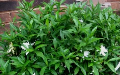 Radicans Creeping Dwarf Gardenia - 3 Gallon Pot -Garden & Outdoors Gardenia Radicans 53