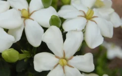 ScentAmazing Gardenia - 1 Gallon Pot -Garden & Outdoors Gardenia Scentamazing 20