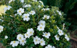 ScentAmazing Gardenia - 2 Gallon Pot -Garden & Outdoors Gardenia Scentamazing Shrub 1