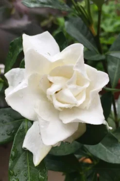 Sweet Tea Gardenia - 3 Gallon Pot