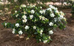 Sweet Tea Gardenia - 3 Gallon Pot -Garden & Outdoors Gardenia Sweet Tea 5