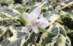 Variegated August Beauty Gardenia - 3 Gallon Pot -Garden & Outdoors Gardenia Variegated 1 2