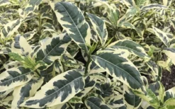 Variegated August Beauty Gardenia - 3 Gallon Pot -Garden & Outdoors Gardenia Variegated 2 2