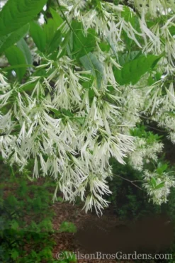 Grancy Graybeard - White Fringe Tree - 7 Gallon Pot (3-4') -Garden & Outdoors Grancy Graybeard Tree 30