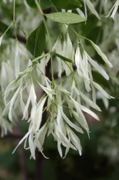 Grancy Graybeard - White Fringe Tree - 7 Gallon Pot (3-4') -Garden & Outdoors Grancy Graybeard Tree 32
