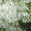 Grancy Graybeard - White Fringe Tree - 7 Gallon Pot (3-4')