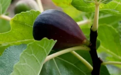 Black Mission Fig Tree - 6 Pack Of 1 Gallon Pots -Garden & Outdoors Grape Black Mission 50