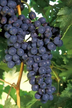 Concord Grape Vine - 1 Gallon Pot