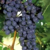 Concord Seedless Grape Vine - 1 Gallon Pot