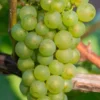 Niagara Seedless Grape Vine - 1 Gallon Pot