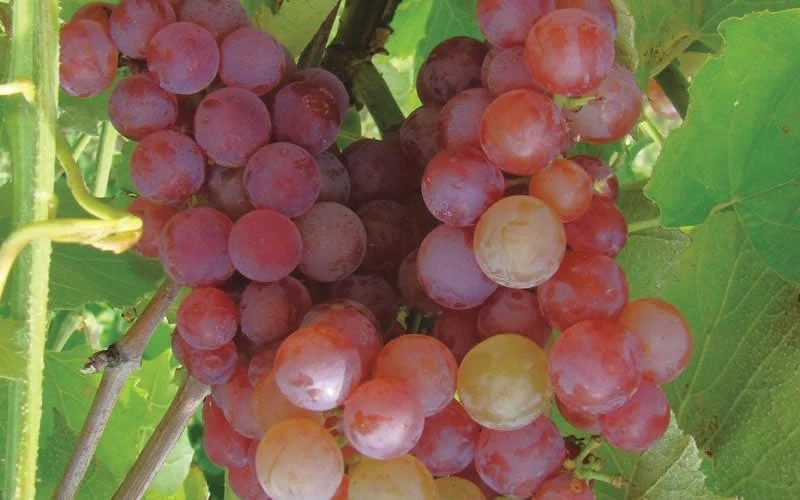Reliance Red Seedless Grape Vine - 1 Gallon Pot 4 Reliance Red Seedless Grape Vine - 1 Gallon Pot - Image 4