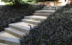 Black Mondo Grass - Ophiopogon Planiscapus 'Nigrescens' - 10 Pack Of Pint Pots 10 Black Mondo Grass - Ophiopogon Planiscapus 'Nigrescens' - 10 Pack Of Pint Pots -Garden & Outdoors Grass Mondo Black